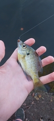 Lepomis macrochirus