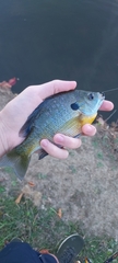 Lepomis macrochirus