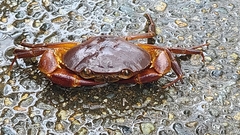Pseudothelphusidae