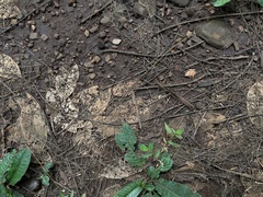 Pseudophilautus amboli