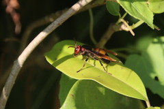 Vespa affinis