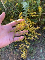 Solidago rugosa