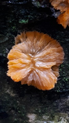 Phlebia radiata