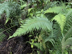 Amauropelta rudis