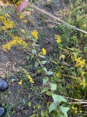 Solidago rugosa