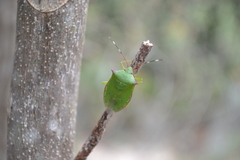 Chlorocoris loxoides