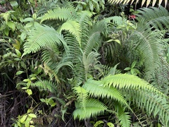 Amauropelta rudis