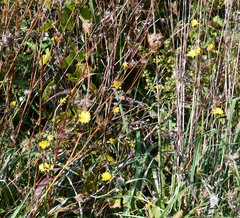 Crepis capillaris