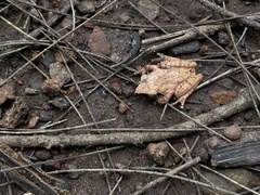 Pseudophilautus amboli