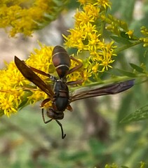 Polistes fuscatus