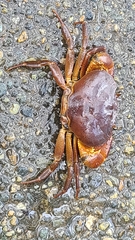 Pseudothelphusidae