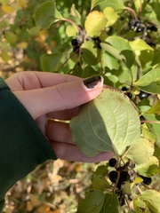 Rhamnus cathartica
