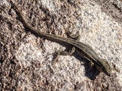 Uta stansburiana elegans