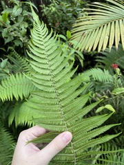 Amauropelta rudis