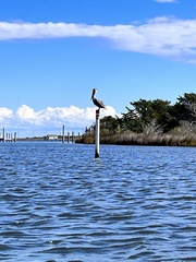Pelecanus occidentalis