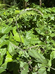Achyranthes