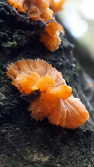 Phlebia radiata