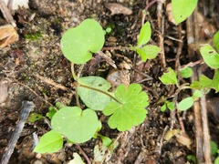 Geranium