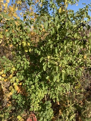 Rhamnus cathartica