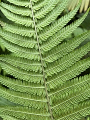 Amauropelta rudis
