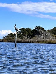 Pelecanus occidentalis