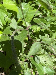 Achyranthes
