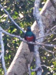 Trogon melanurus