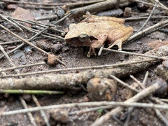 Pseudophilautus amboli