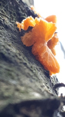 Phlebia radiata