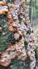 Phlebia radiata