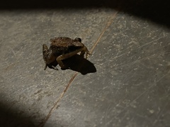 Minervarya gomantaki