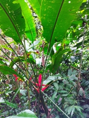 Heliconia stricta