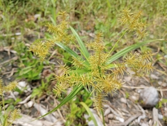 Cyperus odoratus image