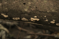 Cerrena zonata