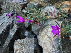 Epilobium rigidum