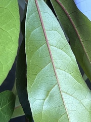 Elaeocarpus decipiens