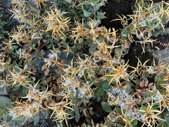 Epilobium rigidum