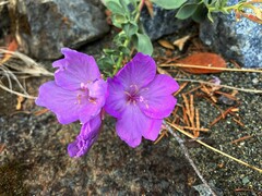 Epilobium rigidum