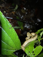 Craspedocephalus malabaricus