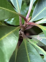 Elaeocarpus decipiens