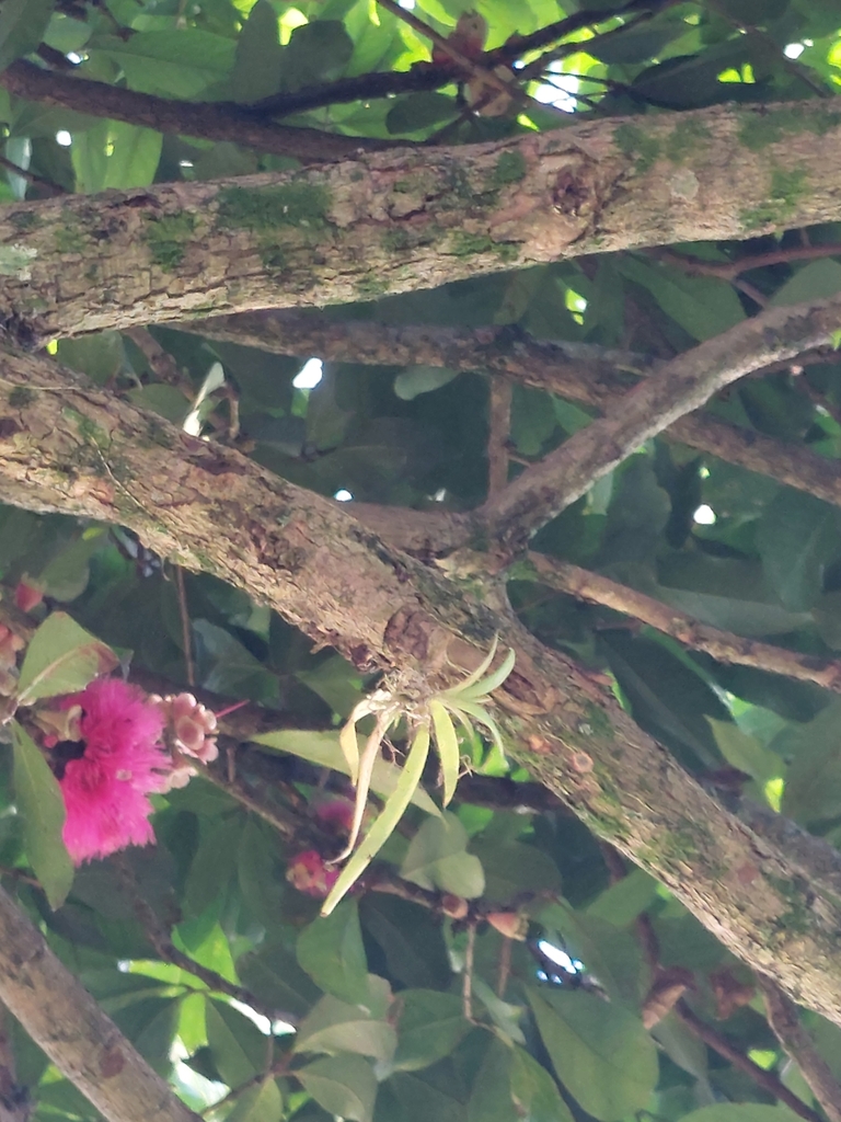 Trizeuxis falcata
