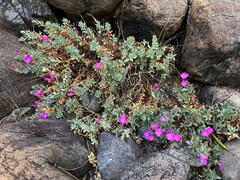 Epilobium rigidum