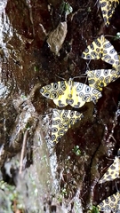Pantherodes