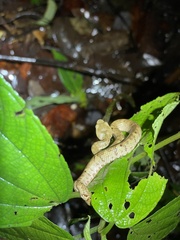 Craspedocephalus malabaricus