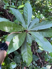 Elaeocarpus decipiens