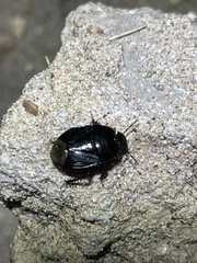 Pangaeus
