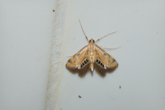 Eoophyla