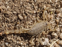 Paravaejovis confusus