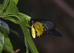 Troides aeacus