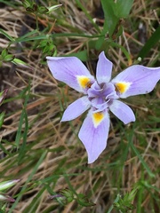 Moraea